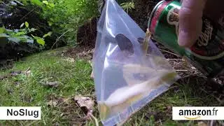 NoSlug French Amazon