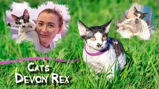 Рассказ котенка Девон Рекс. Дом, улица, ванна | Devon Rex