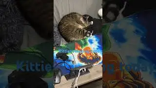 Kitties relaxing today #youtubeshorts #cat #kitten #catvideos #cute #relaxing #relaxingmusic #kittie