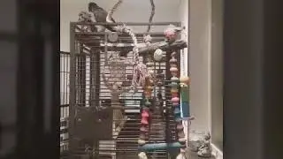 Vrolijke papegaai! Crazy parrot