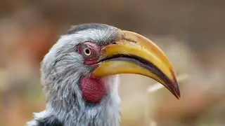 Southern Yellow-billed Hornbill (Tockus rufirostris) - Mopani in Kruger (South Africa) 14-6-2019