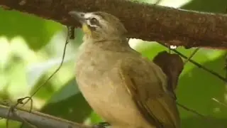 White-browed Bulbul🥰eating fruits, call😇please subscribe, like, share🙏