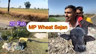 Mp Wheat Sejan Start 20 Feb 18/365 Day Vlog Challenge Shub ki life #mpwheat #dailvlog #farming 