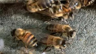 WeBee/Working time
