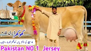 Top Quality Jersey Cross Cows for Sale &ndash; Khokhar Dairy Farm | High Milk Yield Stock