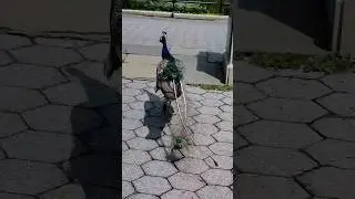 The peacock that lost its tail. #usa #animals #birds