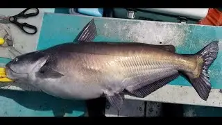 How to catch blue catfish in late summer.
