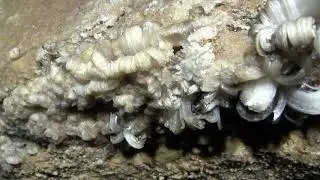 Wolf River Cave, Pall Mall, TN - July, 2017