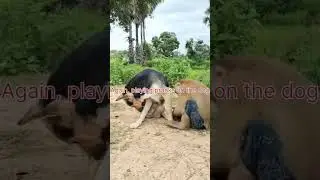 kompilation funny video monkeys #monkey