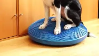 FiTPAWS DOG BALANCE DISC | @jennycarlsso