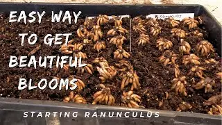 Starting the Flower Season by Presprouting Ranunculus