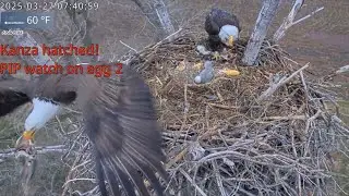 Kansas Eagles 3-27-25.  Harvey Brings Fresh Fluff, Takes the Trash Out, Daddy Duty, Tandem Feeding!