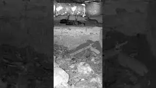 Rat Removal Services with A1 Pest Control Canberra
