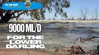Is the Lower Darling River Facing a Flood? Menindee Lakes at 84% & Rising Flows