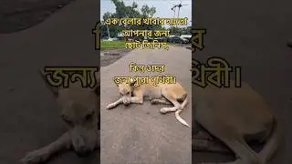 DOG FEEDING RULES 2026 #dogrescue  #dogshorts  #animalwelfare #animalrights #streetdog #straydogs