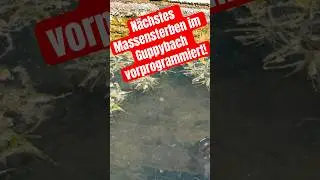 Wieder Tausende Aquarienfische im Guppybach