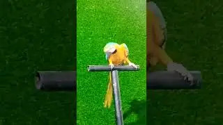 #parrots #parrotsofinstagram #parrots_life #parrotsofig #parrotstagram #instaloveparrots #ins