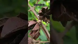 Hibiscus Seed Pods | #hibiscus #seed #seedsofchange #hibiscusrangoli #seeds #podsincolor