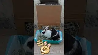 🐰 Say Goodbye to Bunny Feeding Hassles! 3 Easy DIY Hay Rack Solutions #HayRack #DIY #bunny #rabbit
