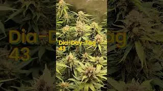 Orange Bud (Dutch Passion): 4a cosecha (43&ordm; d&iacute;a)