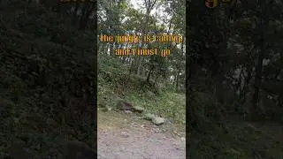 Jim Corbett.... Ramnagar .. #adventure #nature #jimcorbett #video #travel
