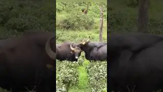 Gaur Fight to death 🙄 #shorts #kdwild #bison #bisonfighter #attack #death