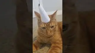 orange cat in a birthday hat#shorts