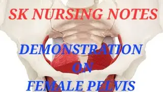 Demonstration on female pelvis #demonstration #femalepelvis #obs #nursing #viral #video #education 