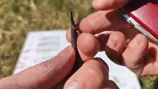 Gro&szlig;e Gr&uuml;ne Reneklode Ringlotte Ringlo 11. April Garten Reiser veredeln Kopulation Gegenzungen Baum