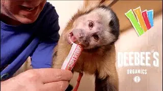 Monkey LOVES SUPERFRUIT Freezies!