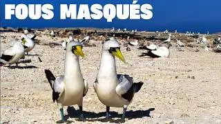 Masked Boobies Island !