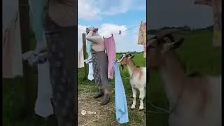 The goat keeps pulling her clean laundry from the line. #GoatFight #FunnyAnimals #grandmacomedy