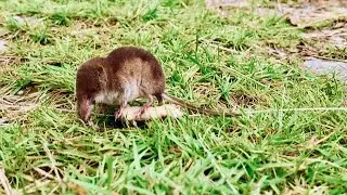 Common shrew