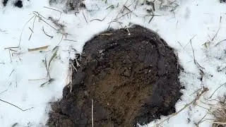 Зимний осмотр состояния здоровья животных и оценка состояния навоза.