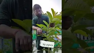 Guava plant care #terracegardenindia #gardenplants #garden