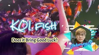 KOI Fish - Does it Bring Good Fortune?