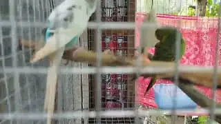 বাজরিগার পাখি নতুন Bodgi / Bodrri. new home