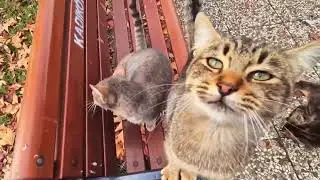A spoiled kitten will be rewarded with a head touch.#cat #suncats #cute #cutecat #kitten #animals 