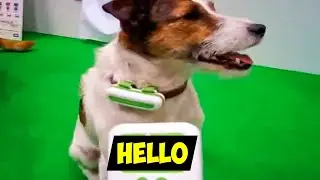 5 Amazing Pet Gadgets You Must Have