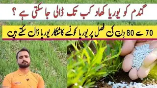 Last Application of Urea fertilizer use in wheat crop | How long can urea fertilizer be applied t...