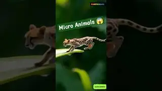 Micro Jungle: Ek Mini World Jahan Janwar Bhi Chhote Hain! | Tiny Animals Story |#junglestory