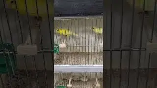 Scottish? Canary #canary #aviary #lovebirds #kenari #kanarie #kapoetsensijs