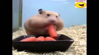 Nibble Nibble
