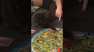 Black Cat Plays Board Games