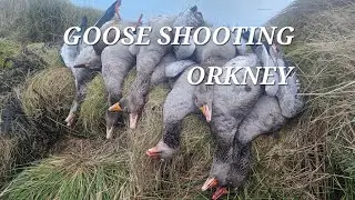 GOOSE SHOOTING ORKNEY JAN 2026