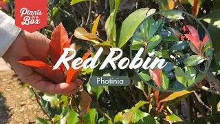 Is this the best evergreen hedge? Photinia Red Robin is high on our list