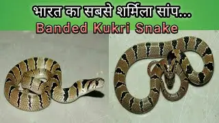 दुर्लभ शर्मीला कुकरी सांप🐍| Very Rare Kukri Snake | Non-Venomous #shorts