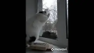 Angry Cats go mad, thriller /Кошки-охранники #cat #catvideos #funny