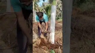 Farmer#rajkumar #karnataka#farmer#tumkur #gubbi#engineer #coconut