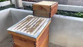 Winterizing a Flow Hive in the Desert of Las Vegas - Beekeeping!